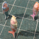 Dive Buddies Melody the Mermaid Multi Set of 3 from Anderson Parker